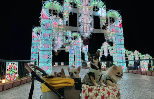 SKYわんにゃんマーケット