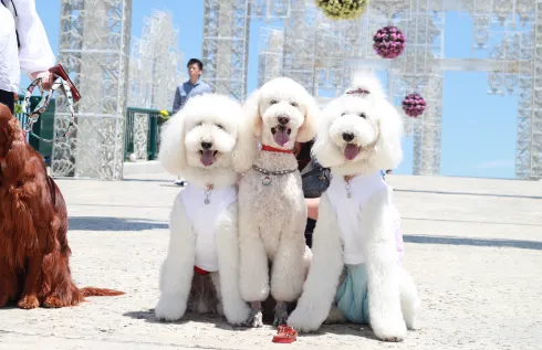 SKYわんにゃんマーケット