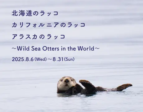 ラッコ